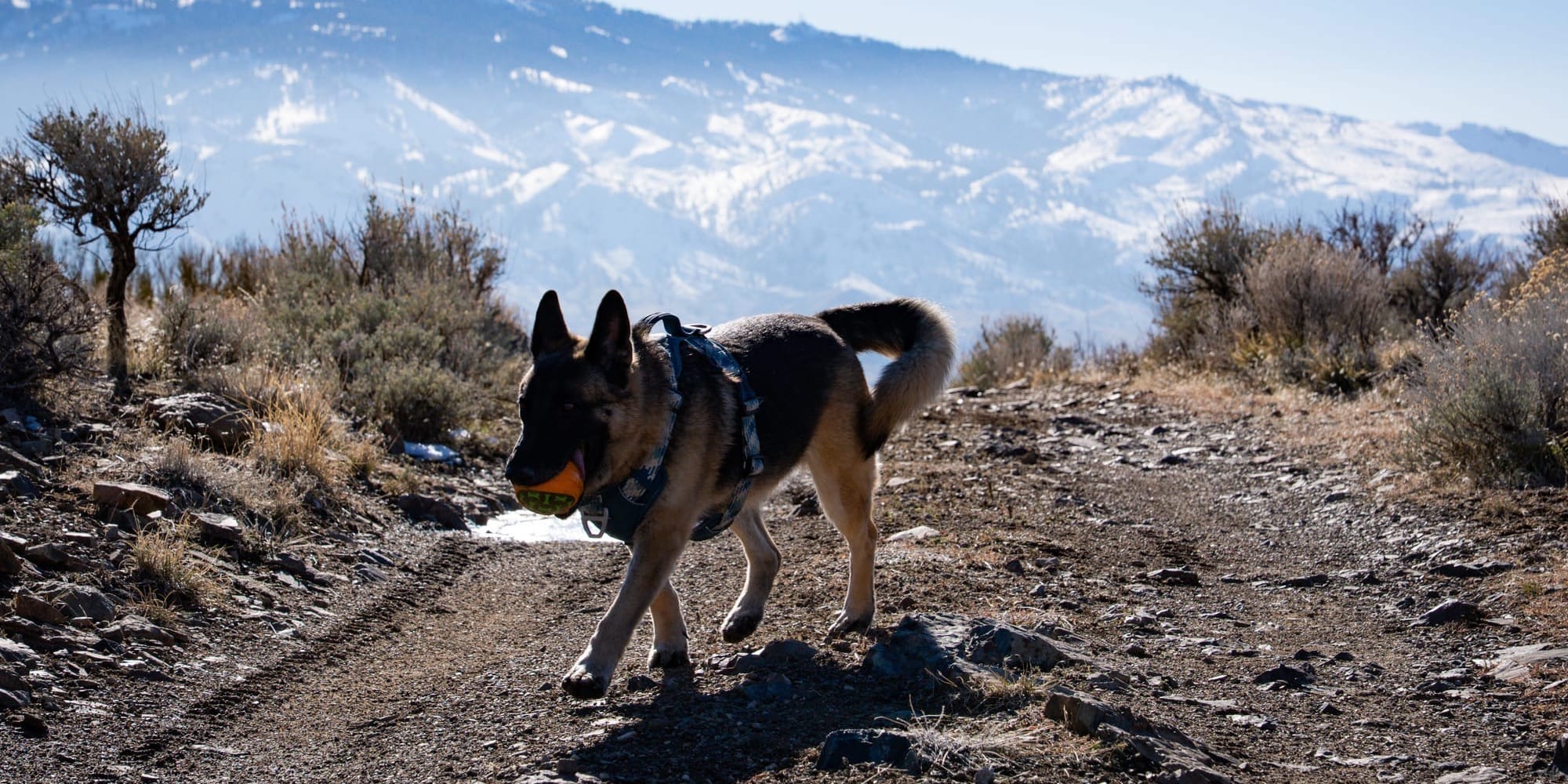 Princess at the Peavine Foothills