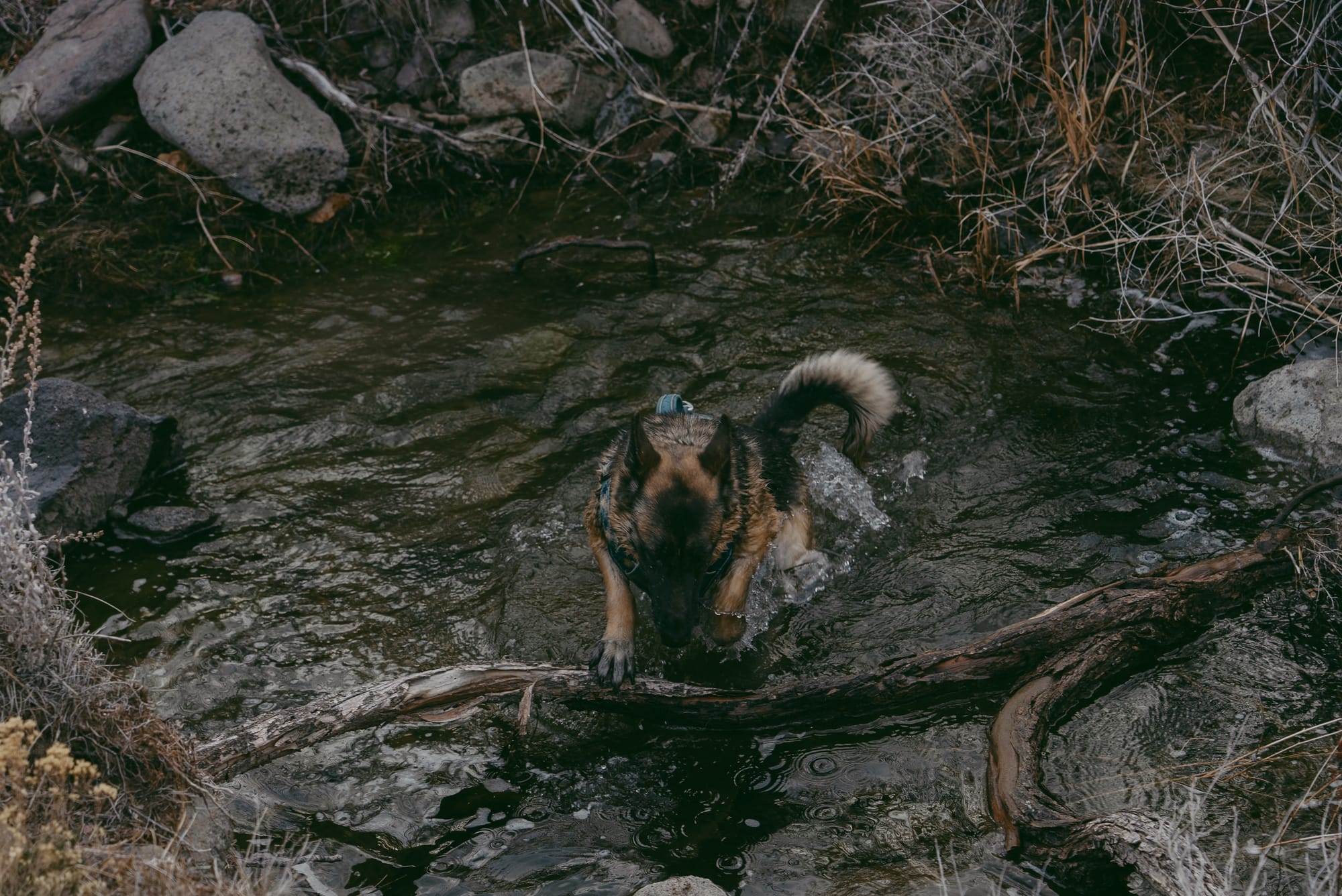Long Valley Creek Trail