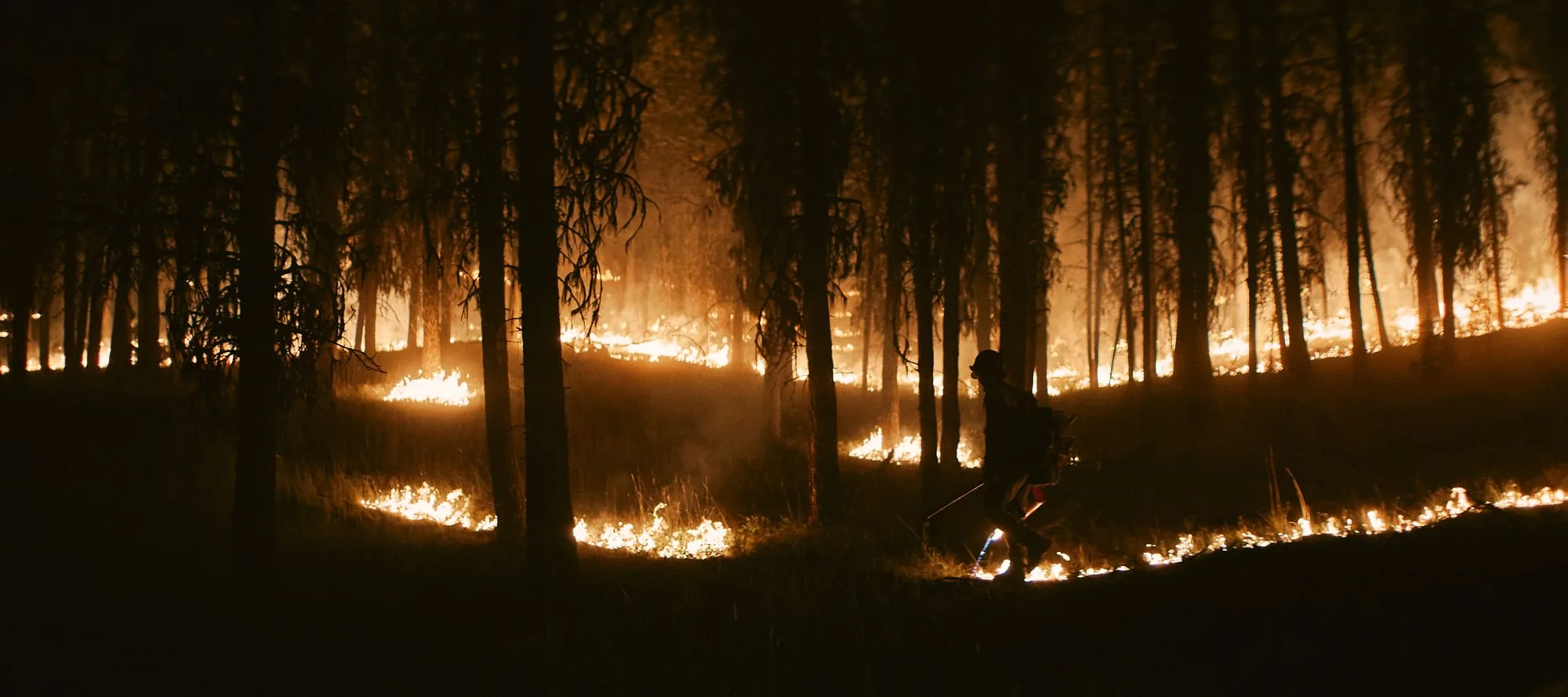 At night, a firefighter walks a pine hillside with a drip torch as low flames burn through the grass.