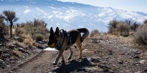 Princess at the Peavine Foothills