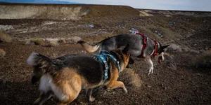 The Dogs at Hot Springs Mountains